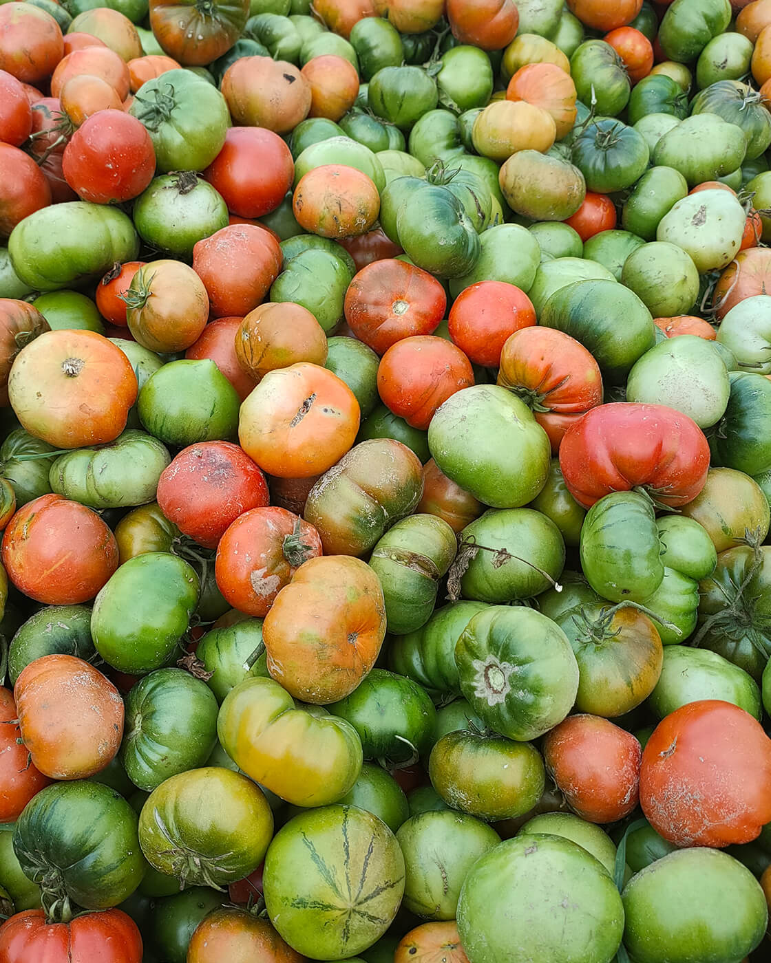 Tarladan Gorgoli sofrasına