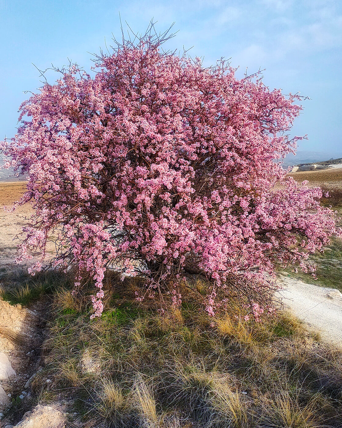 Tarladan Gorgoli sofrasına