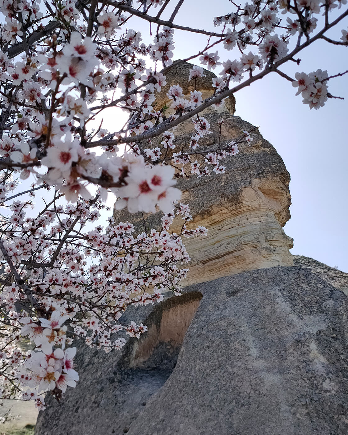 Tarladan Gorgoli sofrasına