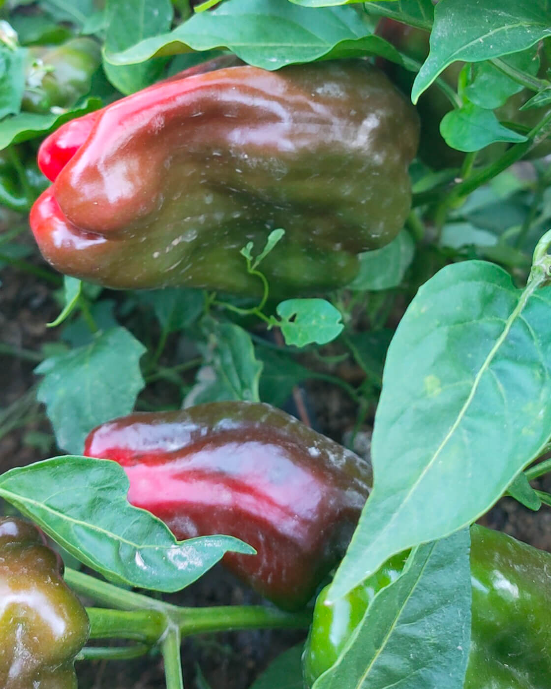 Tarladan Gorgoli sofrasına